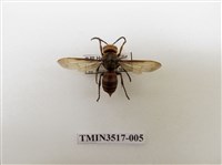 藏品(擬大虎頭蜂)的圖片